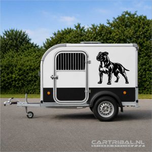 american Staffordshire-bulterriër