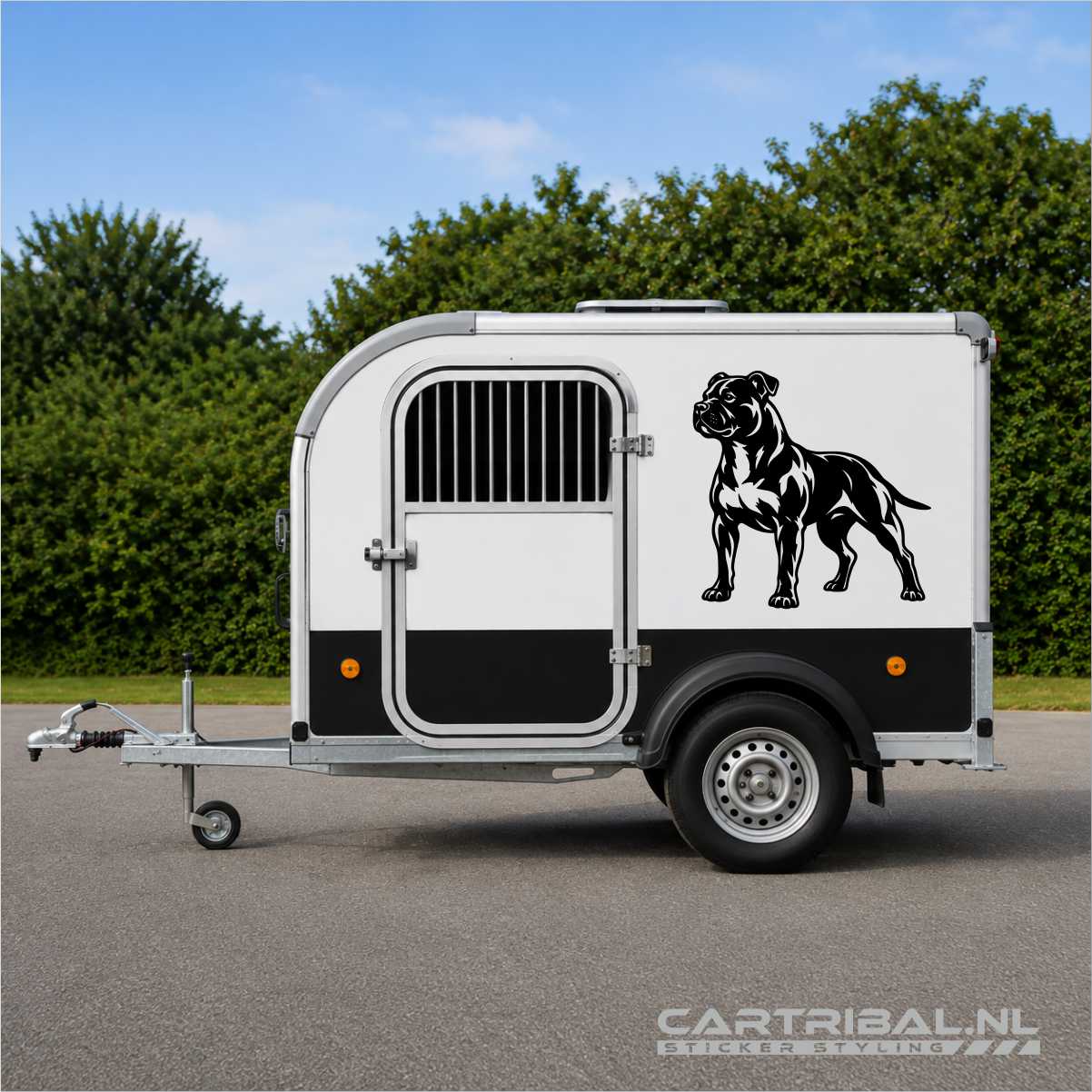 american Staffordshire-bulterriër