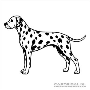 dalmatier hond sticker model 2-1